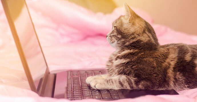 Eine süße kleine Katze liegt auf einem Laptop