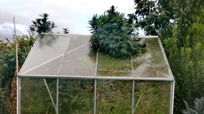 1110338091-die-cannabis-pflanzen-des-mannes-haben-eine-erstaunliche-groesse-von-60-metern-erreicht-2L7a