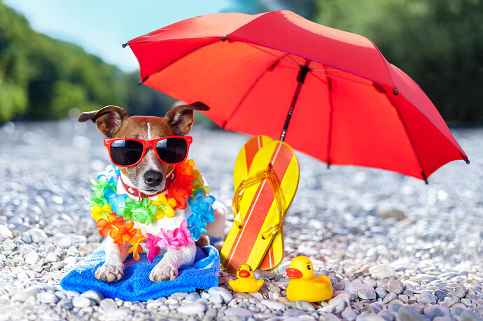 Hund unter Sonnenschirm am Strand mit gelben Gummi-Enten