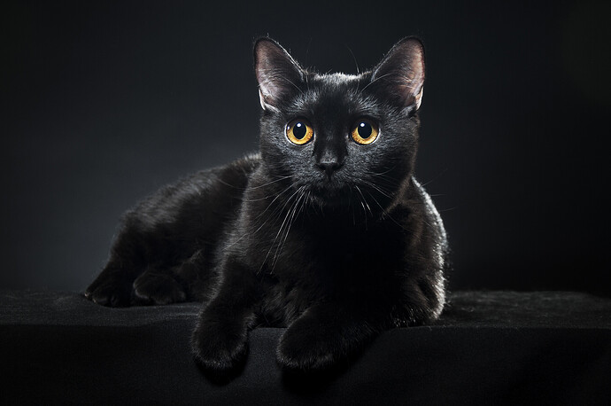 Schwarze Katze auf schwarzem Hintergrund