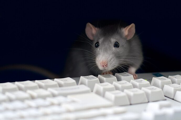 Graue Ratte am Computer, auf der Tastatur