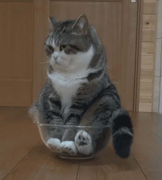 cat_in_bowl