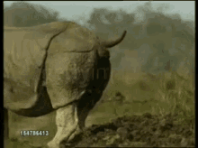 rhino-pooping