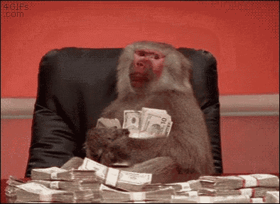 baboon-money
