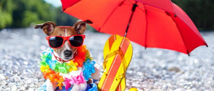 Hund unter Sonnenschirm am Strand mit gelben Gummi-Enten