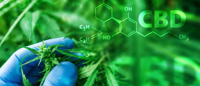 Ein Wissenschaftler untersucht die Entwicklung einer Cannabispflanze