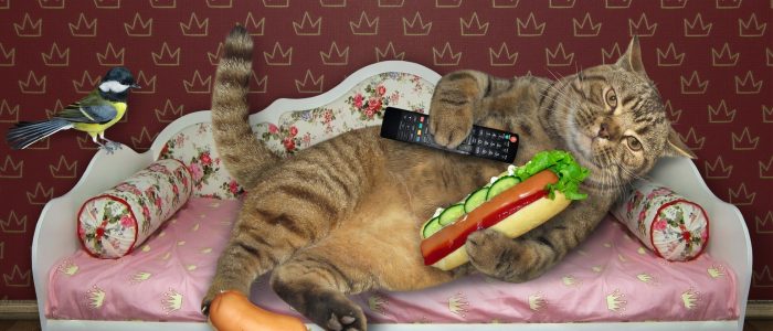 Eine faule Katze mit Hotdog und Fernbedienung auf einer rosa Couch