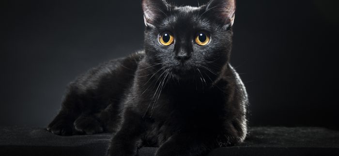 Schwarze Katze auf schwarzem Hintergrund