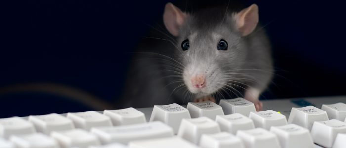 Graue Ratte am Computer, auf der Tastatur