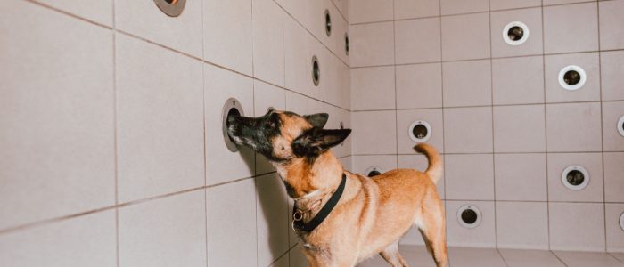 Datenspeicher-Spürhund bei Razzia-Einsatz