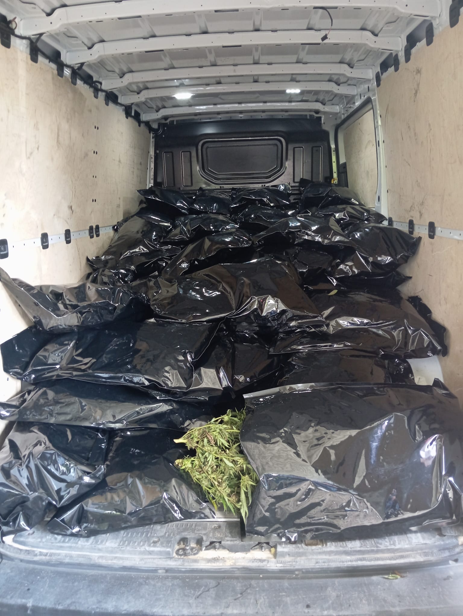 Cannabis-Sicherstellung: auf Ladefläche des kontrollierten Transporters befinden sich über 300 kg Cannabispflanzen in Plastiksäcken