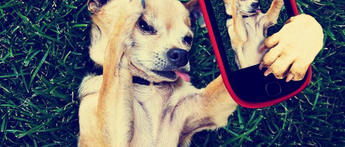 Ein Hund liegt im Gras und erstellt eine Instagram-Story (Symbolbild)