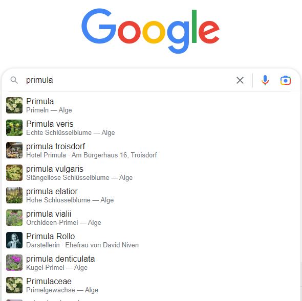 Google-Suche kategorisiert Primula als Alge