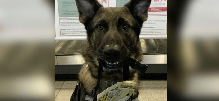 Bargeldspürhund »Luke« hatte Erfolg bei Schlag gegen Arzneimittelkriminalität