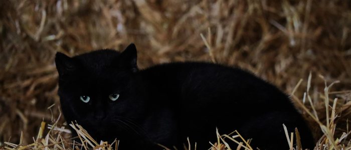 BlackCat greift Encevo Gruppe an