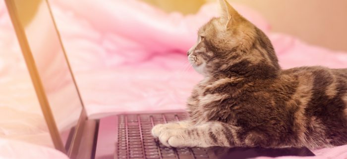 Eine süße kleine Katze liegt auf einem Laptop