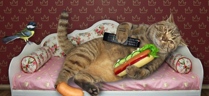 Eine faule Katze mit Hotdog und Fernbedienung auf einer rosa Couch