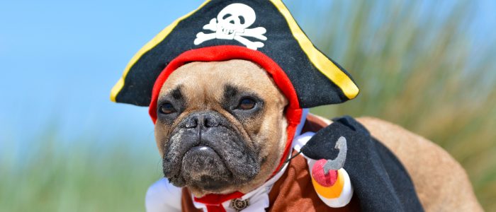 Eine Bulldogge verkleidet als Pirat