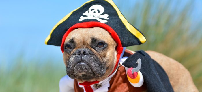 Eine Bulldogge verkleidet als Pirat