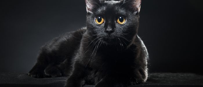 Schwarze Katze auf schwarzem Hintergrund