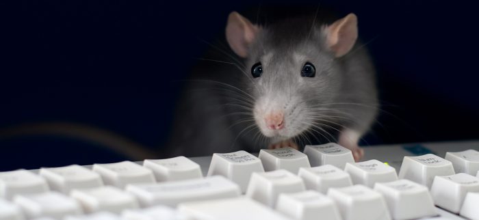 Graue Ratte am Computer, auf der Tastatur