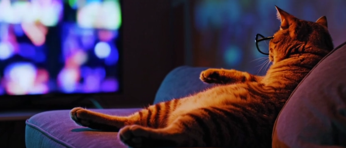 Illegale Streaming Seiten Filme, a cat is watching tv