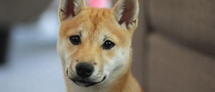 Shiba Inu-Hund steht für Dogecoin