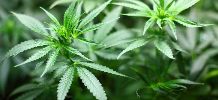 THC, Cannabispflanze