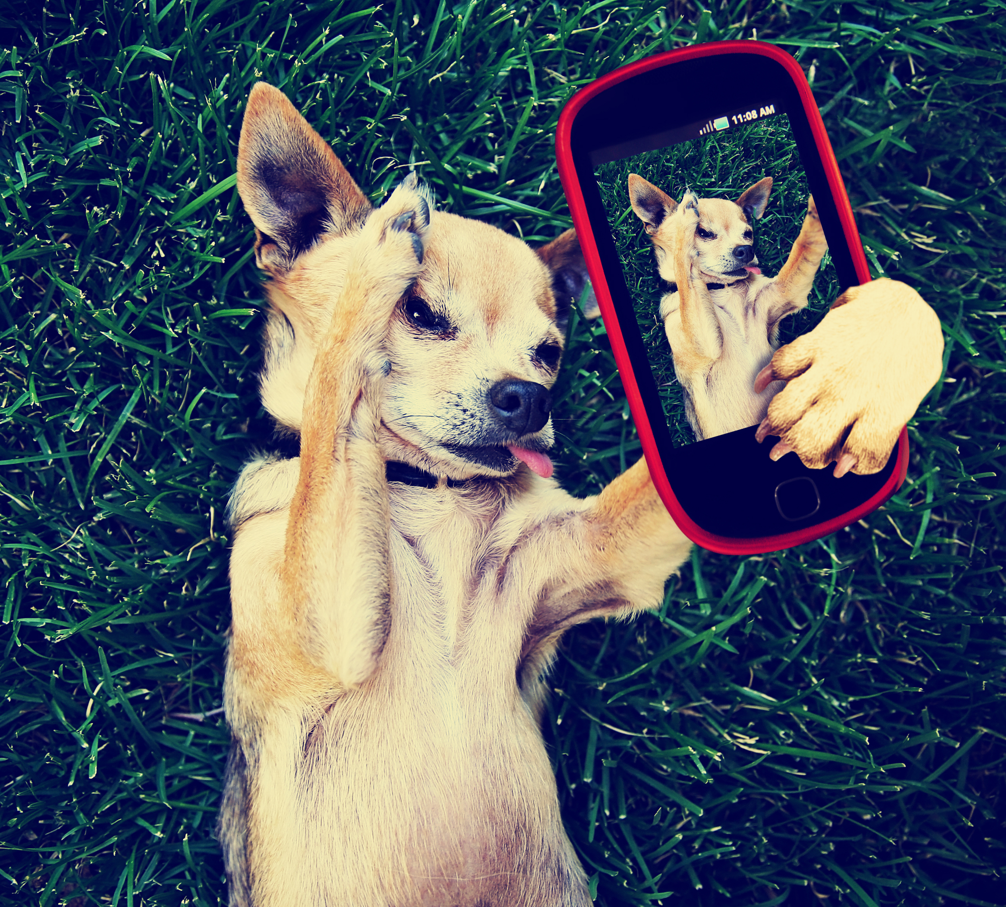 Ein Hund liegt im Gras und erstellt eine Instagram-Story (Symbolbild)