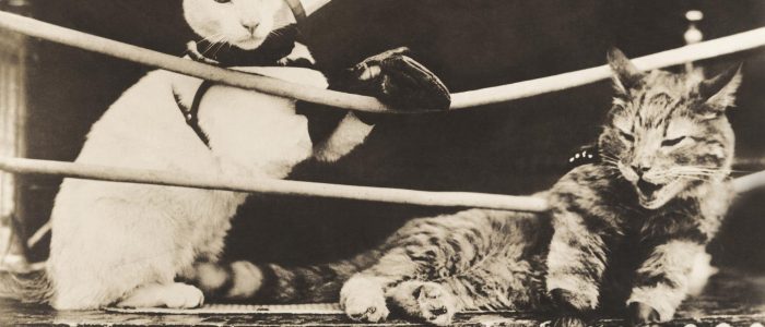 Katzen, Boxkampf, Lesetipps