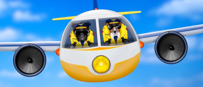 Flugzeug, Piloten, Hunde, Lesetipps