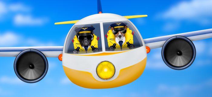 Flugzeug, Piloten, Hunde, Lesetipps
