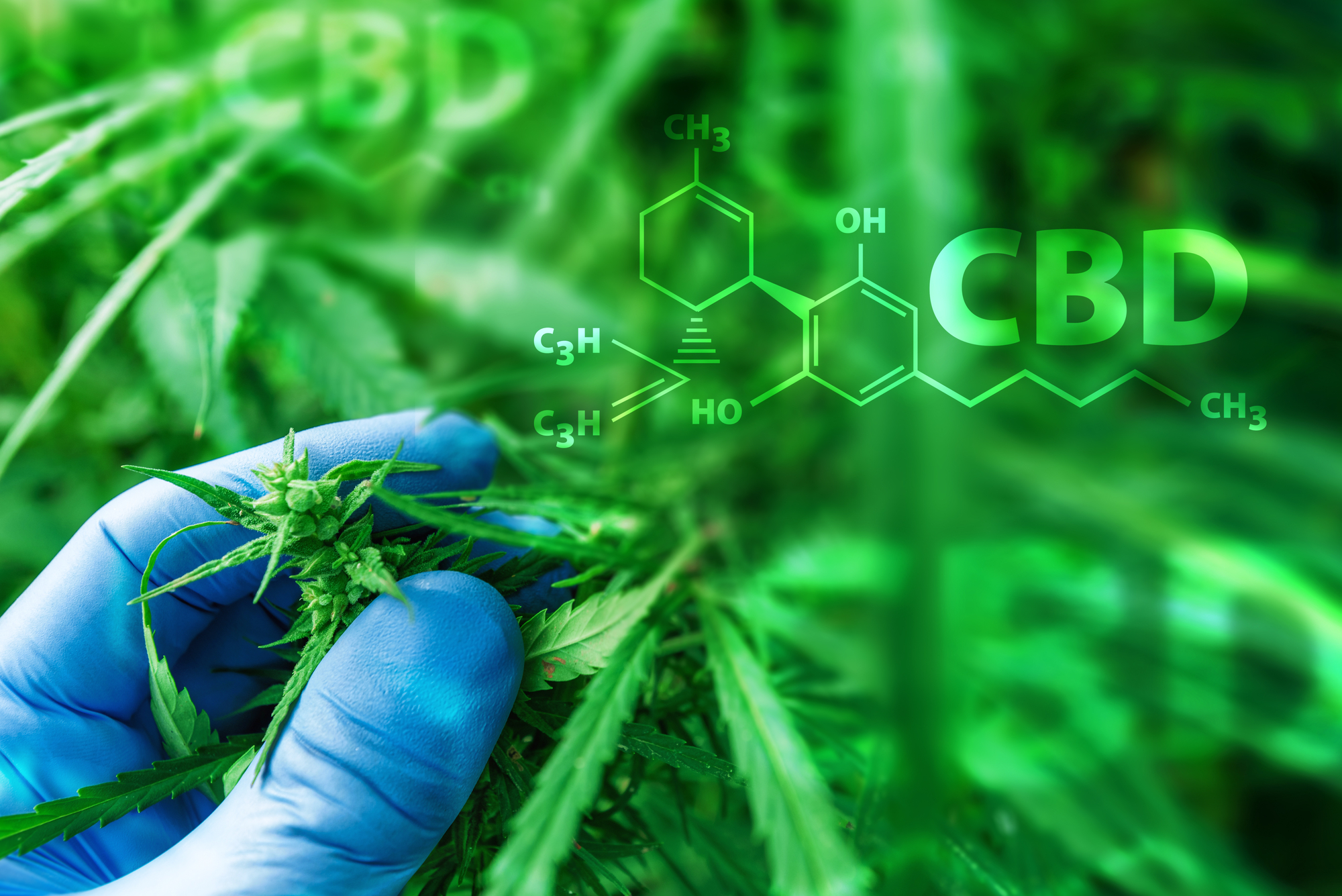 Ein Wissenschaftler untersucht die Entwicklung einer Cannabispflanze