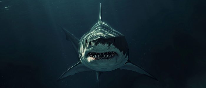 Sharkmarket