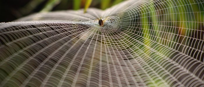 Malware auf Android-TV-Boxen: Wie eine Spinne webt die Vo1d-Gang ihr Botnetz.